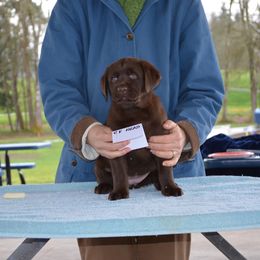 Labrador Retriever Puppies from SciFi Labradors