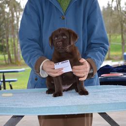 Labrador Retriever Puppies from SciFi Labradors