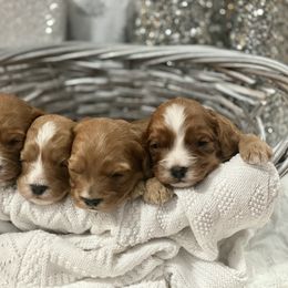 Cavalier King Charles Spaniel, Cavapoo, and Pembroke Welsh Corgi Puppies from Griffins Puppies