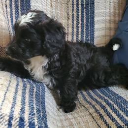 Auggie - Black and white male Sheepadoodle puppy in Bellevue, Iowa from Fluffy Wonders Poms and Doodles