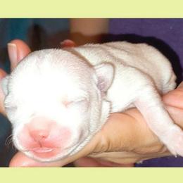 Girl 1 - Cream female Chihuahua puppy in Meridian, Oklahoma from Crazy Love Kennels