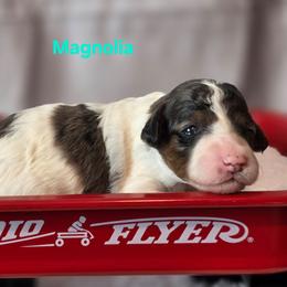 Magnolia - Grey and white female Bernedoodle puppy in Summerville, South Carolina from Channys Doodles