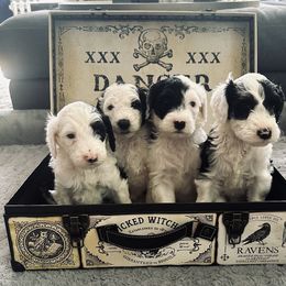 Sheepadoodle Puppies from Chicago Sheepadoodles