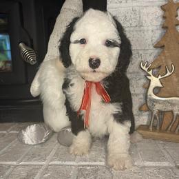 Purple - Black and white female Sheepadoodle puppy in Archer, Florida from Gainesville Sheepadoodles