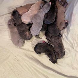 Greyhound Puppies from WINDROCK LLC