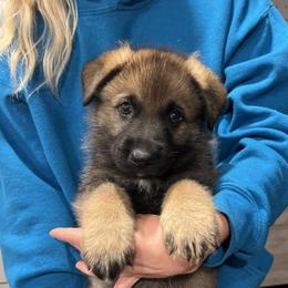 Orange collar - Sable male German Shepherd puppy in Rushsylvania, Ohio from Surgenor shepherds!
