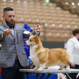 Letty - Pembroke Welsh Corgi
