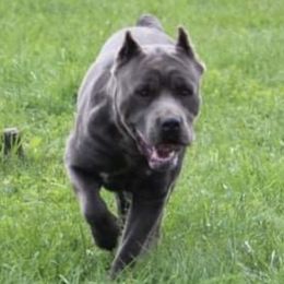 AZ  - Cane Corso