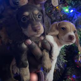 Dachshund Puppies from L & J Kennel