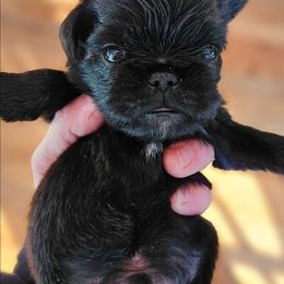 Boy 2 - Black male Brussels Griffon puppy in Fyffe, Alabama from BamaBrussels