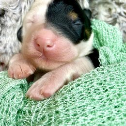 Bernedoodle and Cavapoo Puppies from Sugar Doodles Pups