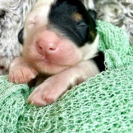 Bernedoodle and Cavapoo Puppies from Sugar Doodles Pups