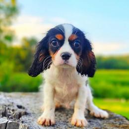 Montauk aka Monty - Tri-color male Cavalier King Charles Spaniel puppy in Watsontown, Pennsylvania from Huntsman Cavaliers