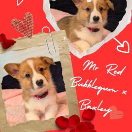 Boy 2 - White and red male Pembroke Welsh Corgi puppy in Milton, Florida from Milton Corgis