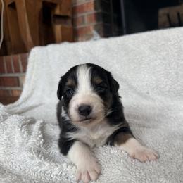 Cupid - Black tri-color male Australian Shepherd puppy in Yadkinville, North Carolina from Gold Leaf Farm & Kennels