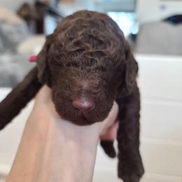 Pink Collar - Brown female Poodle puppy in Colorado Springs, Colorado from Silly's Standard Poodles