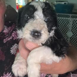 Dakota - Black and white male Aussiedoodle puppy in Four Oaks, North Carolina from RoseWest Farms