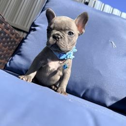 French Bulldog and Goldendoodle Puppies from Haus of Pawz