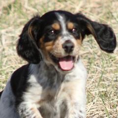 Georgia - Llewellin Setter