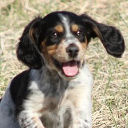 Georgia - Llewellin Setter