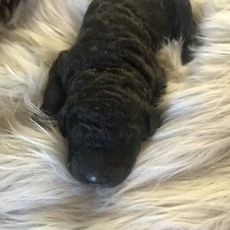 Poodle Puppies from Southern Standards Standard Poodles