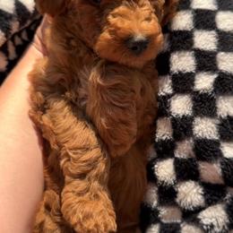 Assorted Doodle Crosses, Goldendoodle, Labradoodle, and Poodle Puppies from Ruff Country Doodles
