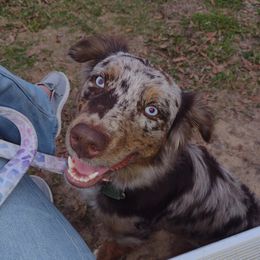 Maura - Miniature Australian Shepherd