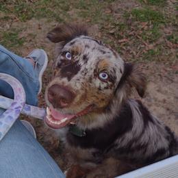 Maura - Miniature Australian Shepherd