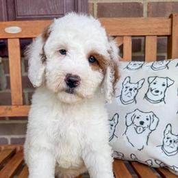 Neil - Parti male Goldendoodle puppy in Sunman, Indiana from Brunsman Country Doodles LLC