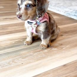 Dachshund Puppies from Lone Star Dachshunds