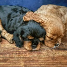 Cavalier King Charles Spaniel Puppies from Enchanted Cavaliers