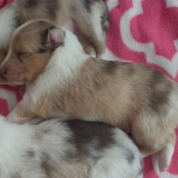 Justice - Sable merle and white female Shetland Sheepdog puppy in Wapello, Iowa from Willow Rayne shelties and more
