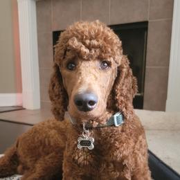 Jasper - Poodle