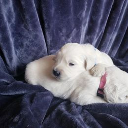 Golden Retriever Puppies from Cold Spring Mountain Retrievers