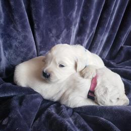 Golden Retriever Puppies from Cold Spring Mountain Retrievers