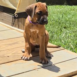 Rhodesian Ridgeback Puppies from Chilolo