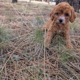 Baby Girl 1 - Red Cavapoo puppy in Sisters, Oregon from Saunders Hideaway Homestead