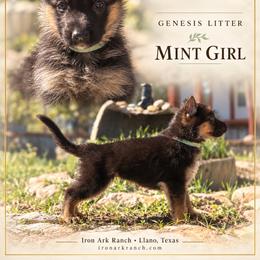 Glory Von Ark - Black and red female German Shepherd puppy in Llano, Texas from Von Ark German Shepherds
