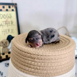 Boy 1 Light Blue Dapple - Dapple male Dachshund puppy in Burkesville, Kentucky from Bline’s Awesome Aussies & Doxies at the Bline Family Farm