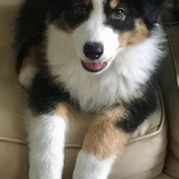 Australian Shepherd Puppies from CinchTight