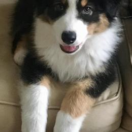 Australian Shepherd Puppies from CinchTight