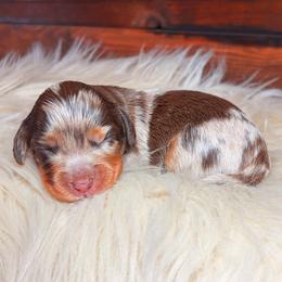 Elodie - Dapple female Dachshund puppy in Washburn, Tennessee from Clinch Mountain Dachshunds