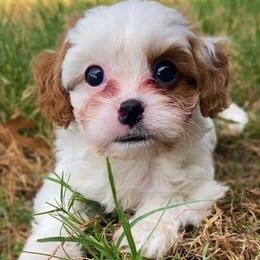 Noah - Blenheim male Cavapoo puppy in Van Alstyne, Texas from Home Grown Puppies