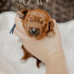 Willow - Red  female Goldendoodle puppy in Patterson, California from Dooling Doodles