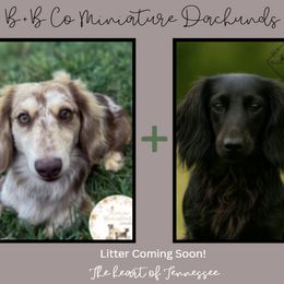 Dachshund puppies from B+B Co Miniature Dachshunds