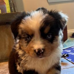 Boy 1 - Blue merle male Miniature Australian Shepherd puppy in Turner, Maine from Bear Pond Aussies / Leonbergers of Maine