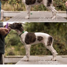 Silken Windhound Puppies from Amethyst Silken Windhounds