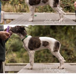 Silken Windhound Puppies from Amethyst Silken Windhounds