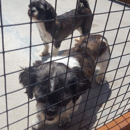 Shih Tzus from Stoney Acre Farms