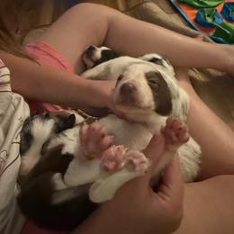 Zander boy - White and red male Border Collie puppy in Fairview, Tennessee from Hoffman Forest Acres LLC